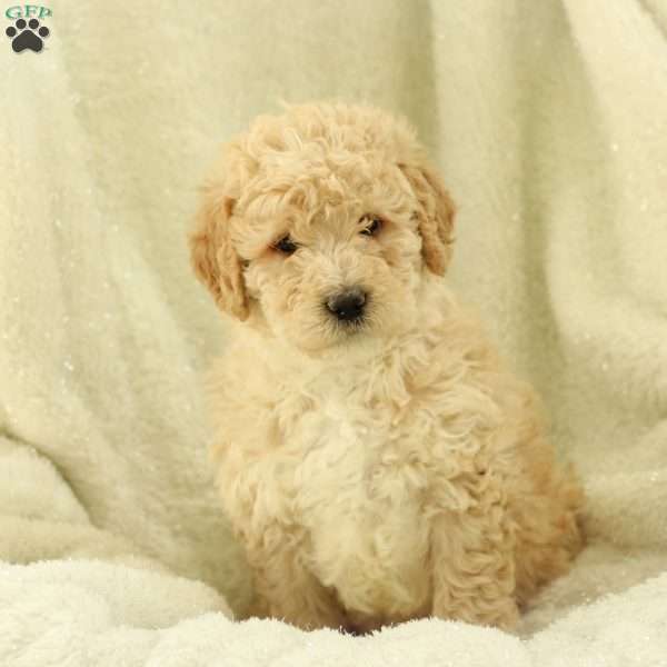 Solomon ~ F1BB, Labradoodle Puppy